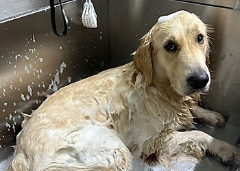 Pasir Ris Pet Services 2FUR7 Pet Store image 2 Pasir Ris Pet Services 2FUR7 Pet Store image 2