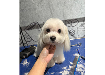 Jurong East Pet Services 36 Grooming image 2 Jurong East Pet Services 36 Grooming image 2