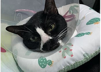 Yishun Veterinary Clinics AAVC-Animal & Avian Veterinary Clinic image 2 Yishun Veterinary Clinics AAVC-Animal & Avian Veterinary Clinic image 2