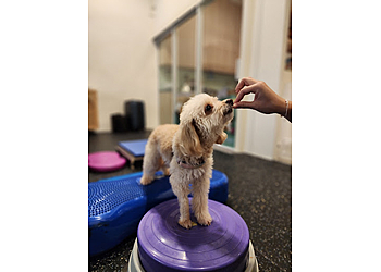 Geylang Veterinary Clinics ARK Veterinary Rehabilitation image 3 Geylang Veterinary Clinics ARK Veterinary Rehabilitation image 3