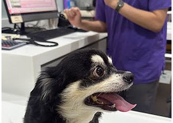 AVH Animal Ark Veterinary Group image AVH Animal Ark Veterinary Group