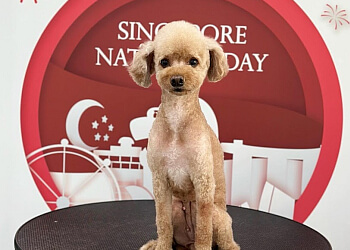 AdoraPaws image AdoraPaws