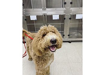 Punggol Veterinary Clinics Apex Veterinary Clinic Punggol image 3 Punggol Veterinary Clinics Apex Veterinary Clinic Punggol image 3