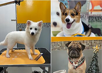 Bedok Pet Services Bark and Purr Grooming image 3 Bedok Pet Services Bark and Purr Grooming image 3