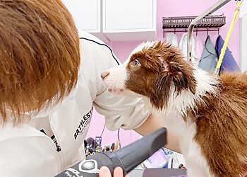 Yishun Pet Services Battlestar Boarding image 2 Yishun Pet Services Battlestar Boarding image 2