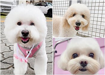 Yishun Pet Services Battlestar Boarding image 3 Yishun Pet Services Battlestar Boarding image 3