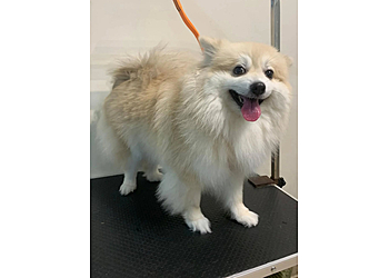 Clementi Pet Services Beyond Paws image 3 Clementi Pet Services Beyond Paws image 3