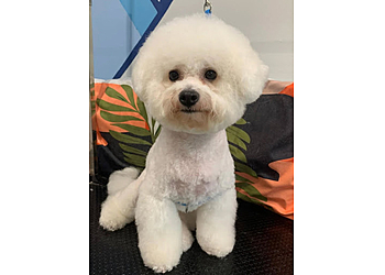 Clementi Pet Services Beyond Paws image 1 Clementi Pet Services Beyond Paws image 1