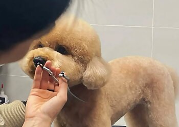 Orchard Road Pet Services Big Boy Dog & Cat Grooming image 2 Orchard Road Pet Services Big Boy Dog & Cat Grooming image 2