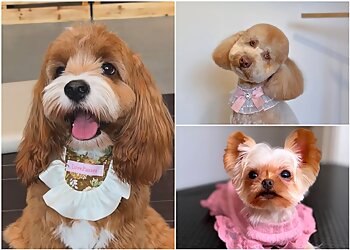 Orchard Road Pet Services Big Boy Dog & Cat Grooming image 3 Orchard Road Pet Services Big Boy Dog & Cat Grooming image 3