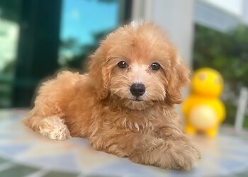 Bow Wow Pet Corner photo Bow Wow Pet Corner