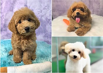 Bow Wow Pet Corner image Bow Wow Pet Corner