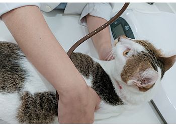 Brighton Vet Care photo Brighton Vet Care