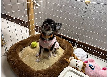 Serangoon Veterinary Clinics Brighton Vet Care image 3 Serangoon Veterinary Clinics Brighton Vet Care image 3