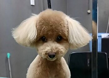 Clementi Pet Services Bubbly Doggy image 2 Clementi Pet Services Bubbly Doggy image 2