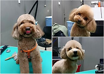 Clementi Pet Services Bubbly Doggy image 3 Clementi Pet Services Bubbly Doggy image 3