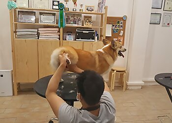 Geylang Pet Services Bubbly Petz image 3 Geylang Pet Services Bubbly Petz image 3