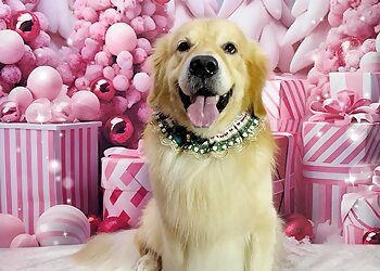 Bukit Batok Pet Services Bukit Barkdog Grooming image 2 Bukit Batok Pet Services Bukit Barkdog Grooming image 2