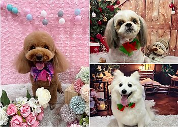 Bukit Batok Pet Services Bukit Barkdog Grooming image 3 Bukit Batok Pet Services Bukit Barkdog Grooming image 3