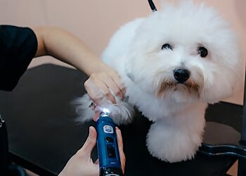 Tanjong Pagar Pet Services Cloud Pet Grooming and Daycare Service image 2 Tanjong Pagar Pet Services Cloud Pet Grooming and Daycare Service image 2