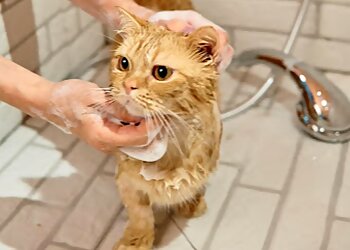 Tanjong Pagar Pet Services Cloud Pet Grooming and Daycare Service image 3 Tanjong Pagar Pet Services Cloud Pet Grooming and Daycare Service image 3