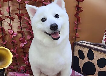 Little India Pet Services Coco Pet Grooming Saloon image 2 Little India Pet Services Coco Pet Grooming Saloon image 2