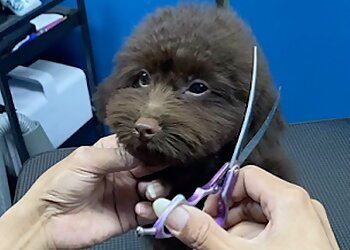 Dapper Dogs photo Dapper Dogs