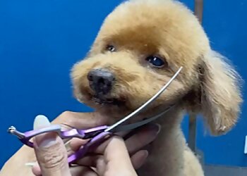 Dapper Dogs image Dapper Dogs