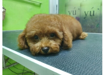 Kallang Pet Services Dog Avenue image 2