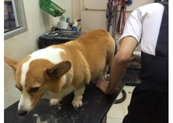 Kallang Pet Services Dog Avenue image 3