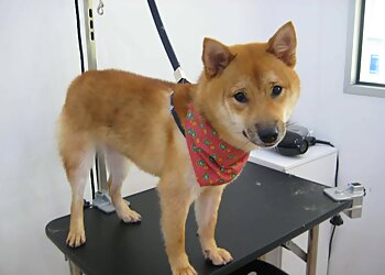 Bishan Pet Services Dog Haven Salon & Academy image 2 Bishan Pet Services Dog Haven Salon & Academy image 2