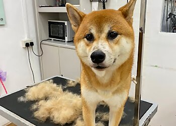 Bishan Pet Services Dog Haven Salon & Academy image 3 Bishan Pet Services Dog Haven Salon & Academy image 3