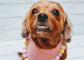 Telok Blangah Pet Services Dogtor Lim's Clean-Neat image 2 Telok Blangah Pet Services Dogtor Lim's Clean-Neat image 2