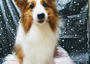 Telok Blangah Pet Services Dogtor Lim's Clean-Neat image 3 Telok Blangah Pet Services Dogtor Lim's Clean-Neat image 3