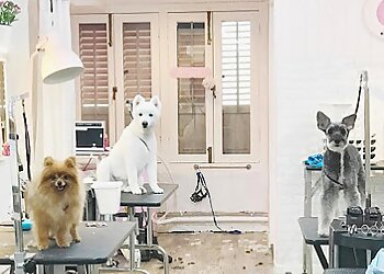 Bukit Merah Pet Services Dollhouse Pets image 2 Bukit Merah Pet Services Dollhouse Pets image 2