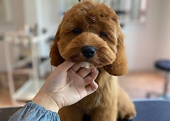 Bukit Merah Pet Services Dollhouse Pets image 3 Bukit Merah Pet Services Dollhouse Pets image 3