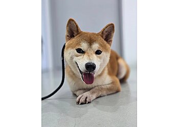 Geylang Veterinary Clinics EverVet Veterinary Clinic Eunos image 3 Geylang Veterinary Clinics EverVet Veterinary Clinic Eunos image 3