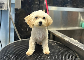 Yishun Pet Services Fluffy Paradise SG image 2 Yishun Pet Services Fluffy Paradise SG image 2