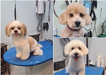 Yishun Pet Services Fur Friends' Pet Grooming & Salon image 3 Yishun Pet Services Fur Friends' Pet Grooming & Salon image 3