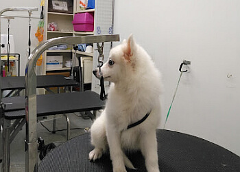 Furkids Home photo Furkids Home