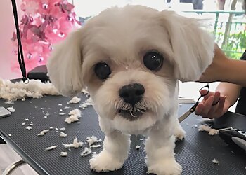 Kallang Pet Services Fursclass Pet Grooming Salon image 3 Kallang Pet Services Fursclass Pet Grooming Salon image 3