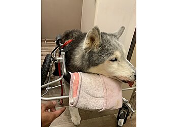 Queenstown Veterinary Clinics Gentle Oak Veterinary Clinic image 3 Queenstown Veterinary Clinics Gentle Oak Veterinary Clinic image 3