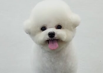 Bishan Pet Services Inu Town image 2 Bishan Pet Services Inu Town image 2