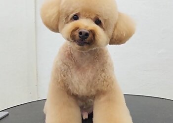 Bishan Pet Services Inu Town image 3 Bishan Pet Services Inu Town image 3