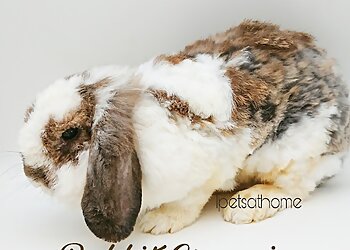 Chinatown Pet Services Ipetsathome image 2 Chinatown Pet Services Ipetsathome image 2