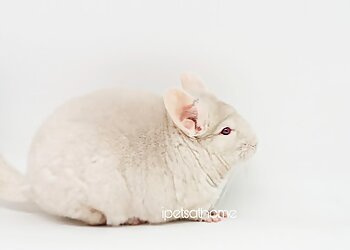 Chinatown Pet Services Ipetsathome image 3 Chinatown Pet Services Ipetsathome image 3