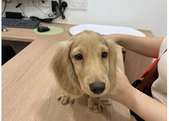 KaiVets image KaiVets