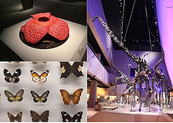 Buona Vista Tourist Attractions Lee Kong Chian Natural History Museum image 3 Buona Vista Tourist Attractions Lee Kong Chian Natural History Museum image 3