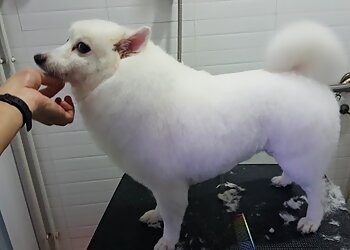 Chinatown Pet Services Likeable Pets image 2 Chinatown Pet Services Likeable Pets image 2