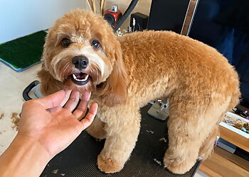 Chinatown Pet Services Likeable Pets image 3 Chinatown Pet Services Likeable Pets image 3